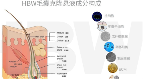 hbw毛囊克隆成分构成图解