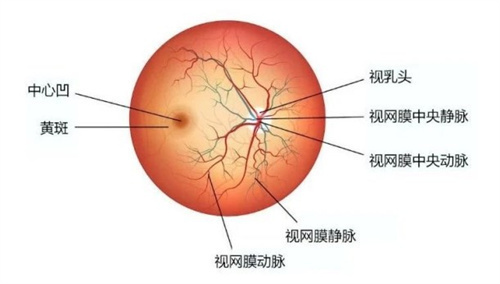 眼底图