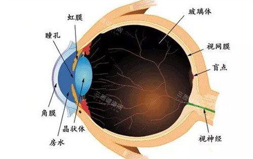 眼球结构