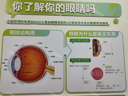 眼球结构展示