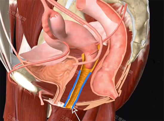 阴道紧缩针动画原理