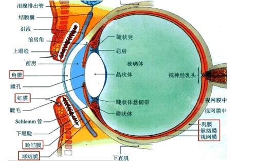 眼部结构示意图