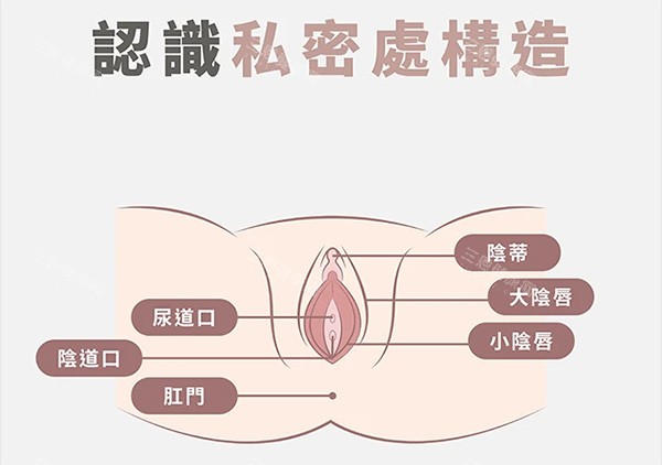 女性私密结构照片