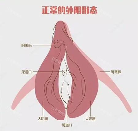 女性私密外阴部位示意图